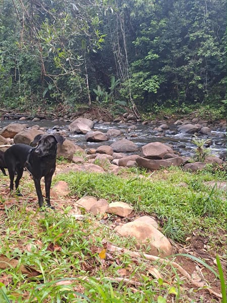 🐾 À L’ADOPTION – TESSY, la maman au grand cœur et à la beauté éclatante ! 🐾