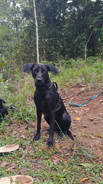 🐾 À L’ADOPTION – TESSY, la maman au grand cœur et à la beauté éclatante ! 🐾