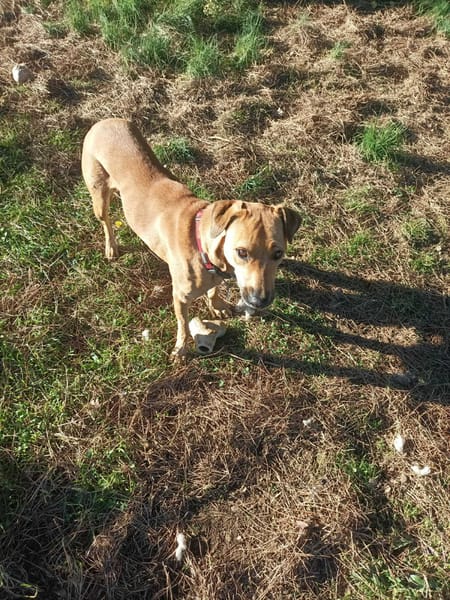 🐾 À L’ADOPTION – UNAÏ, le petit cœur tendre au grand amour de la vie ! 🐾