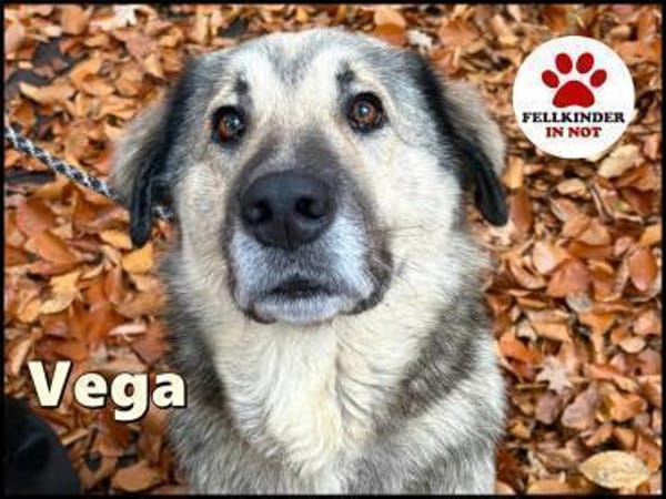 liebe große Vega sucht ihre Menschen