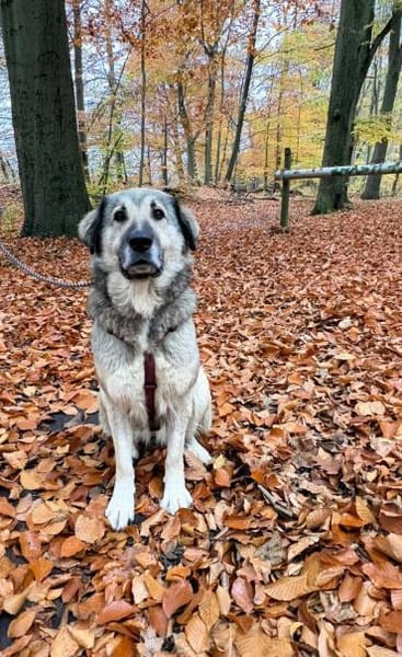 liebe große Vega sucht ihre Menschen