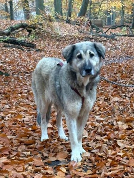 liebe große Vega sucht ihre Menschen