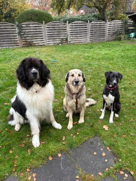 liebe große Vega sucht ihre Menschen