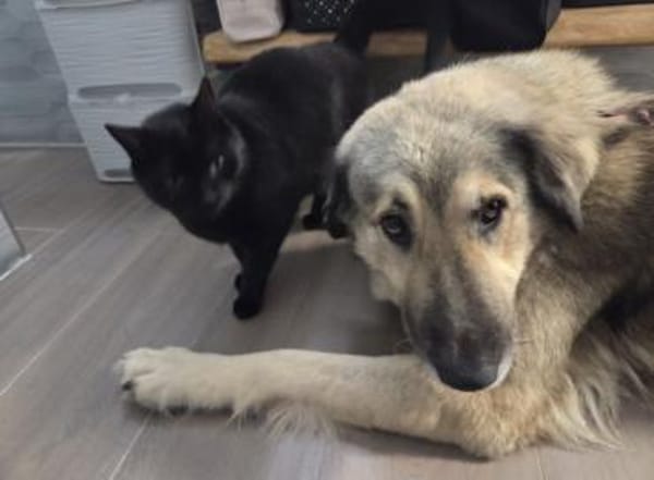 liebe große Vega sucht ihre Menschen