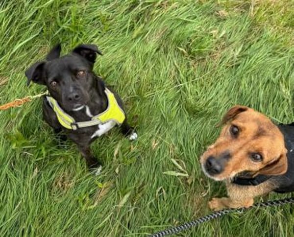 Blöki muss endlich ankommen!