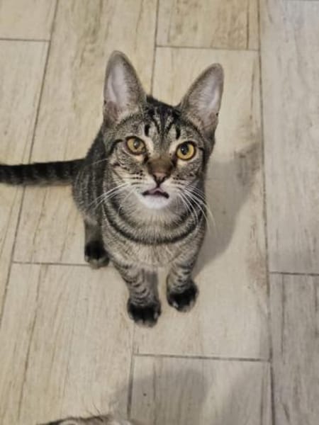 Kleiner Bandit sucht sein Zuhause