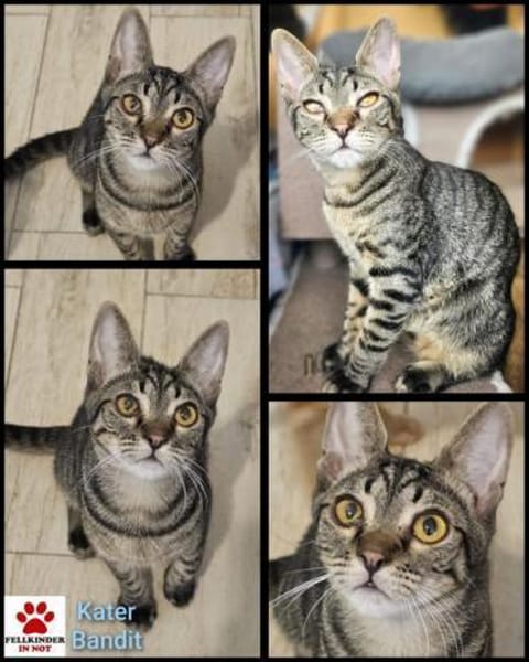 Kleiner Bandit sucht sein Zuhause