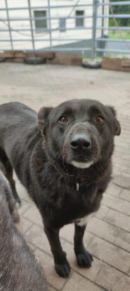 Raven - unkomplizierter Seniorenhund