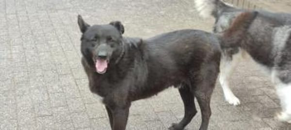 Raven - unkomplizierter Seniorenhund