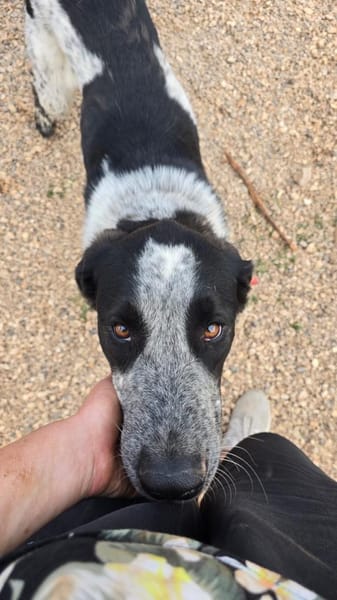 Liebevoller BOBI sucht Zuhause ❤