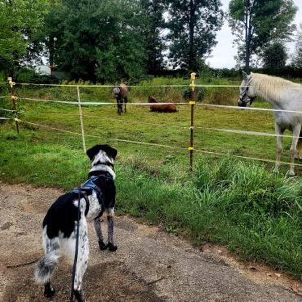 Liebevoller BOBI sucht Zuhause ❤