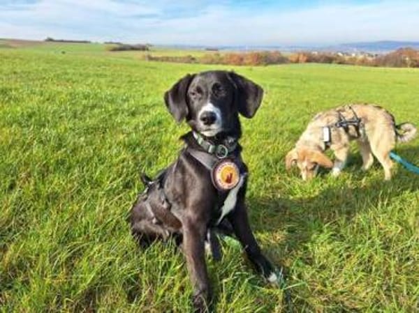 Stitch sucht ein tolles Zuhause