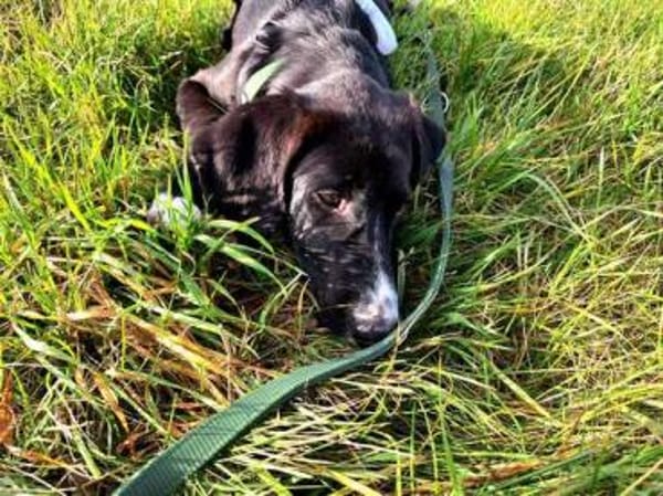 Stitch sucht ein tolles Zuhause