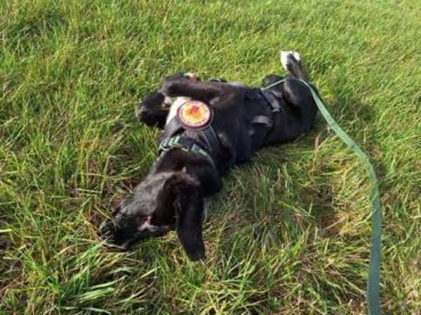 Stitch sucht ein tolles Zuhause