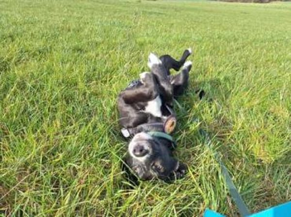 Stitch sucht ein tolles Zuhause