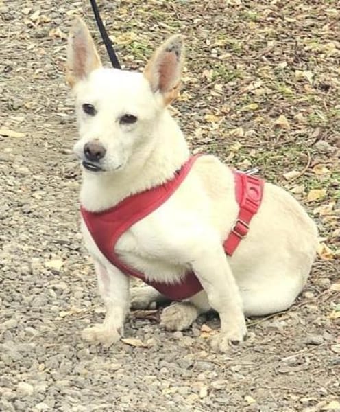 Minimann Kai sucht neues Zuhause!