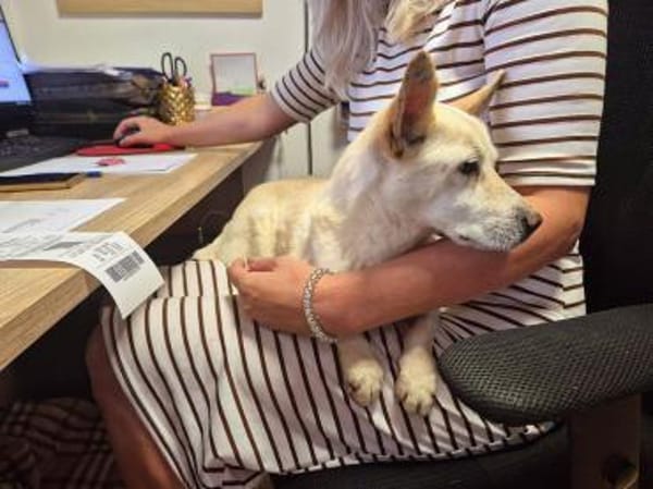 Minimann Kai sucht neues Zuhause!