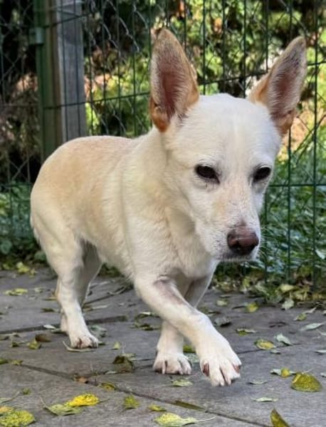 Minimann Kai sucht neues Zuhause!