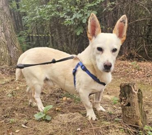 Minimann Kai sucht neues Zuhause!