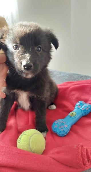 💕Willow💕 sucht ihre Familie 💗🐾