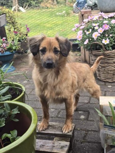 Kleine ängstliche Hope sucht Sicherheit