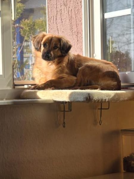 Kleine ängstliche Hope sucht Sicherheit