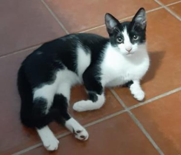 Freddy schnurrt mit Begeisterung