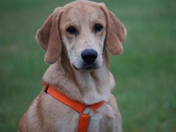 Möchten Sie Zig ein Zuhause geben?