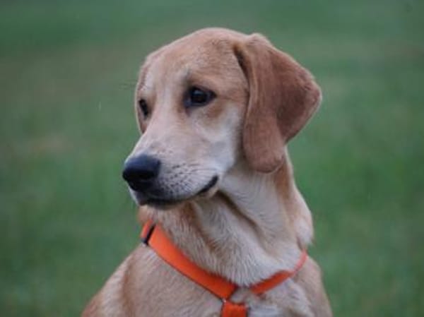 Möchten Sie Zig ein Zuhause geben?