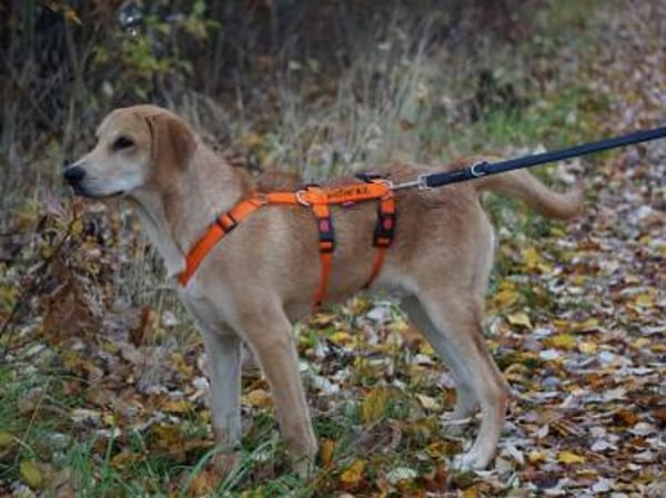 Möchten Sie Zig ein Zuhause geben?