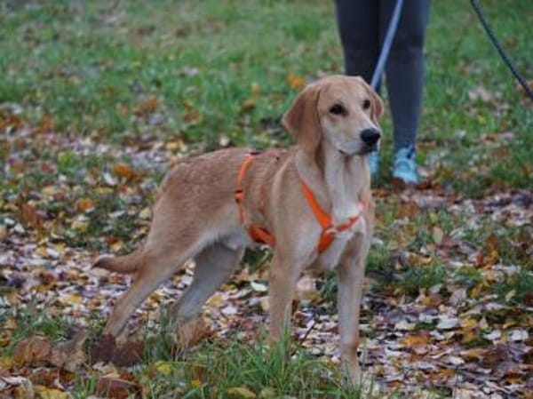 Möchten Sie Zig ein Zuhause geben?