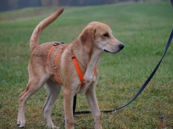 Möchten Sie Zig ein Zuhause geben?