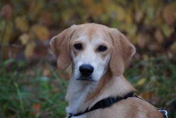 Wunderbares Zuhause für Zack gesucht