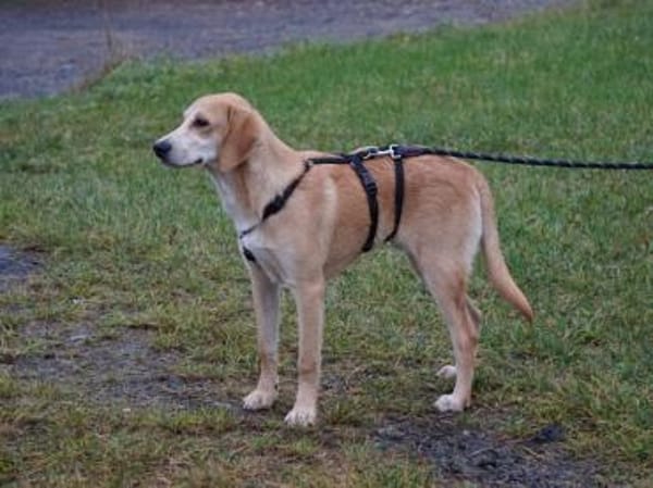 Wunderbares Zuhause für Zack gesucht