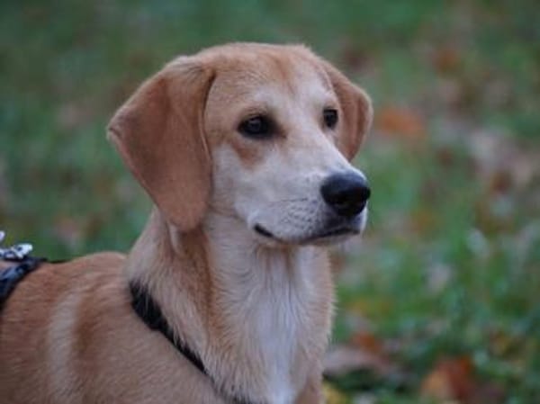 Wunderbares Zuhause für Zack gesucht