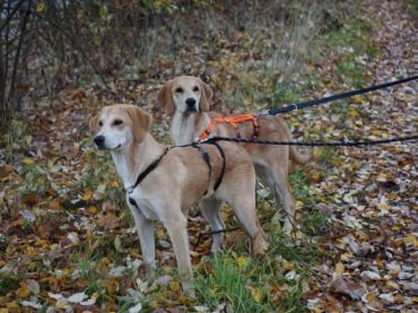 Wunderbares Zuhause für Zack gesucht