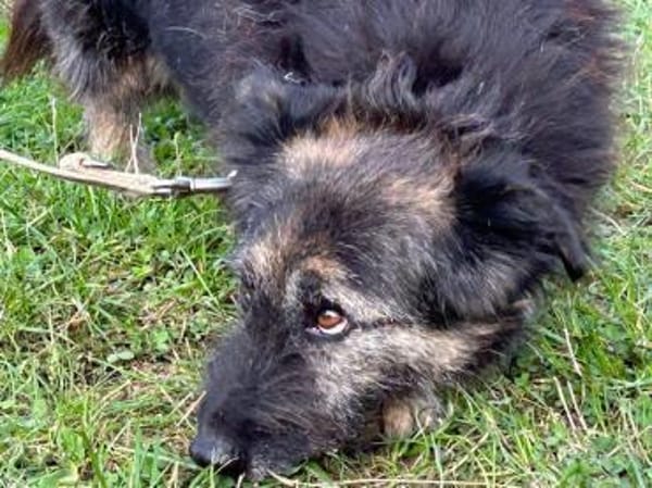 Danile - zutrauliche Wuschelhündin