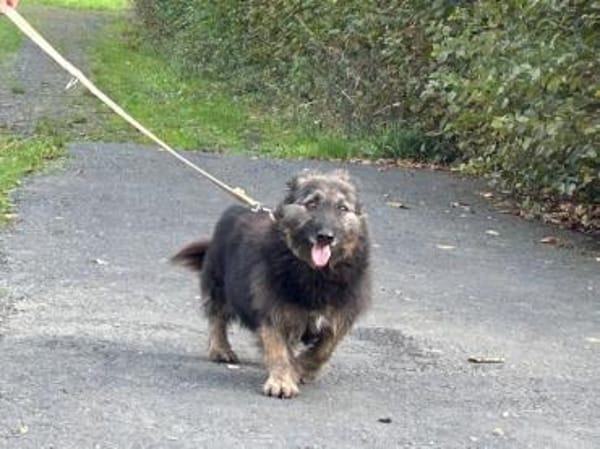 Danile - zutrauliche Wuschelhündin