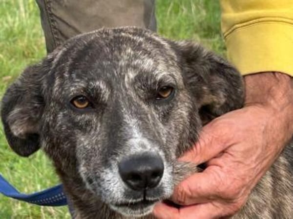 Mila - zutrauliche Hündin