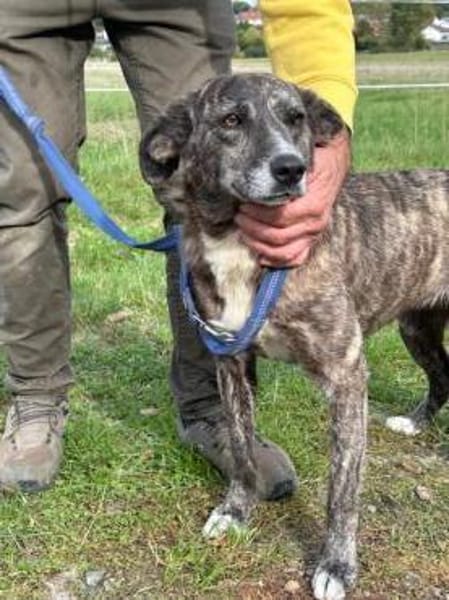 Mila - zutrauliche Hündin