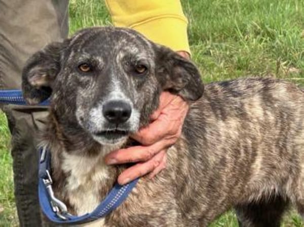 Mila - zutrauliche Hündin