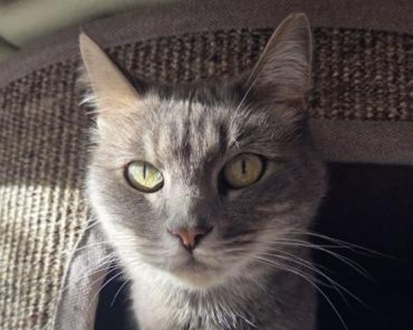 HAZY-wunderschöne, freundliche Katze