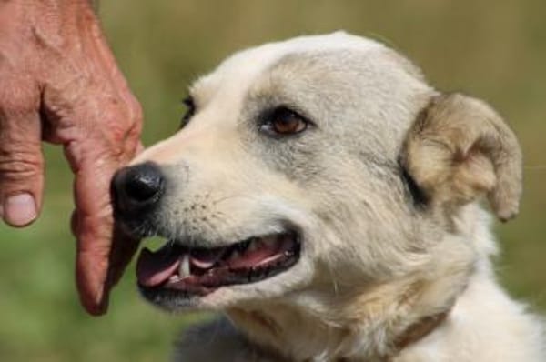Omina - kinderlieb u. zutraulich