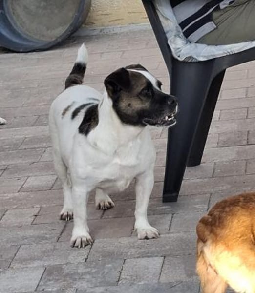 Mona sucht ein Zuhause Vermittlungshilfe