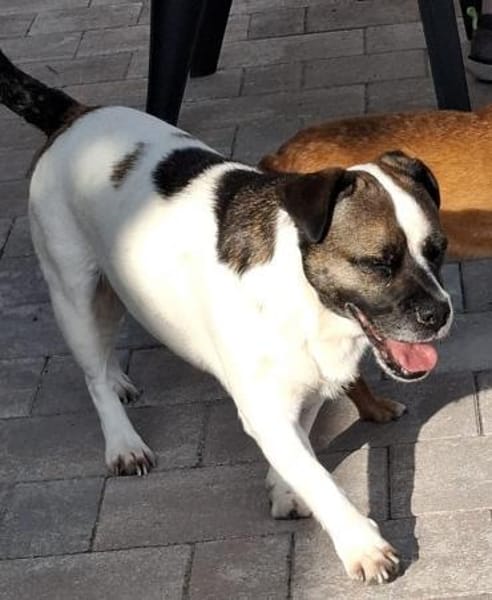 Mona sucht ein Zuhause Vermittlungshilfe