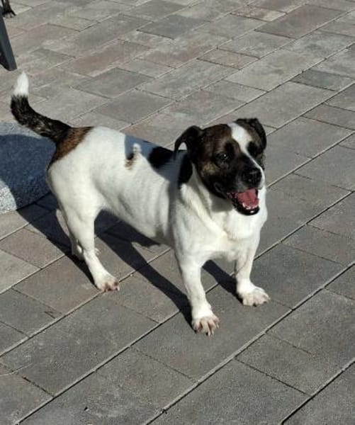 Mona sucht ein Zuhause Vermittlungshilfe