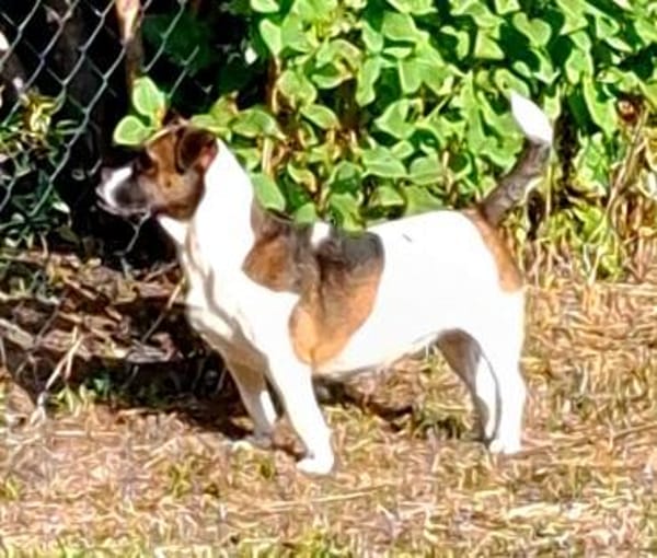 Mona sucht ein Zuhause Vermittlungshilfe