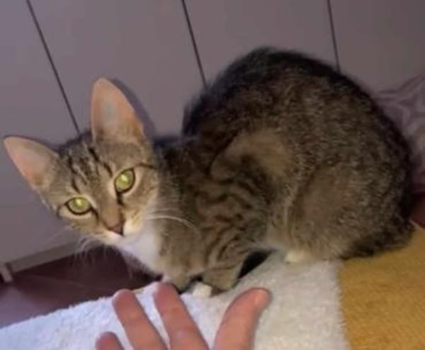 Schüchterne Lilly sucht Familie