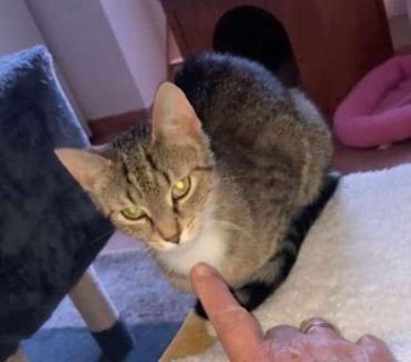 Schüchterne Lilly sucht Familie