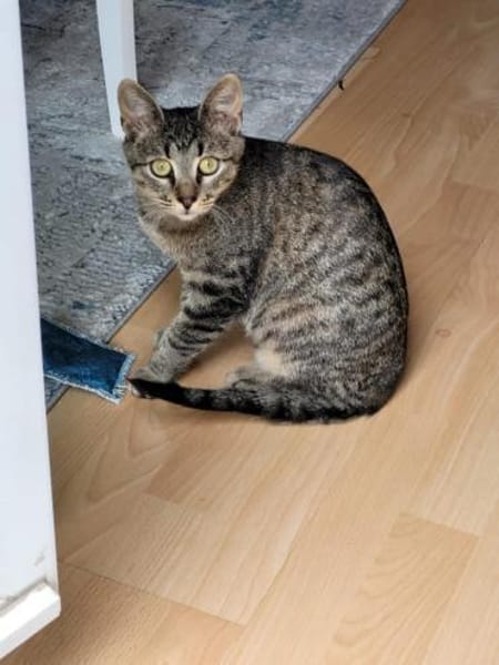 Kater Akari sucht sein Zuhause